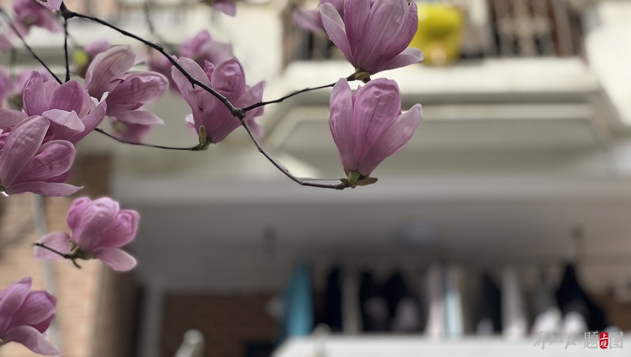 生病排队买菜我在上海社区封控19天所经历的