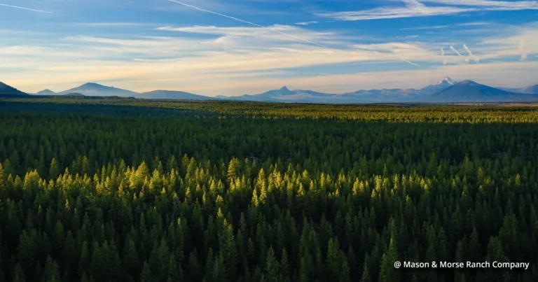 Bull Springs Skyline Forest
